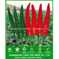 P16 Tianjian f1 hybrid upright growing red chilli seeds in vegetable seeds